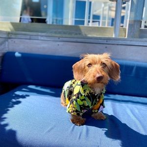 Top Paw hawaiian shirt for dog